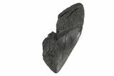 Partial, Fossil Megalodon Tooth - South Carolina #240129-1